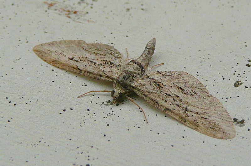 Eupithecia phoeniceata Le Mao Patrick Trémereuc (22) 17102009