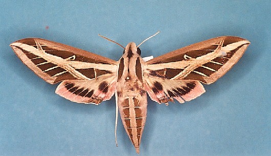 Eumorpha fasciata Levesque Robert - Saint-Jean du Maroni (973) - 12/1987