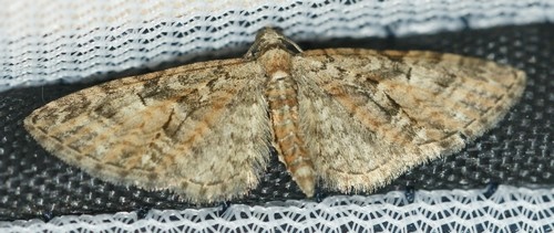 Eupithecia abbreviata Laluque Olivier Saint-Georges d-Oleron 17 22022016