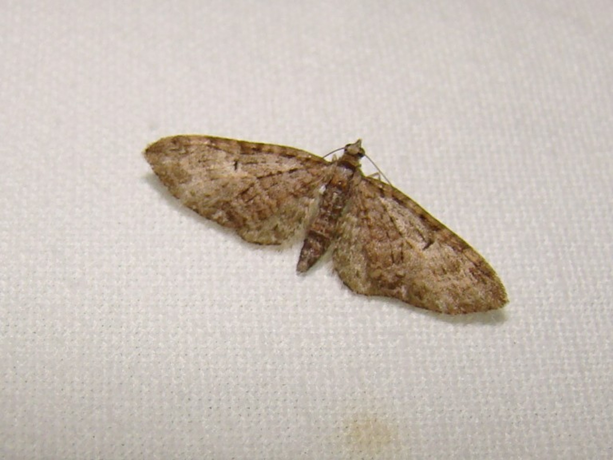 Eupithecia abbreviata Seys Brigitte Sec Marais 59 03052013