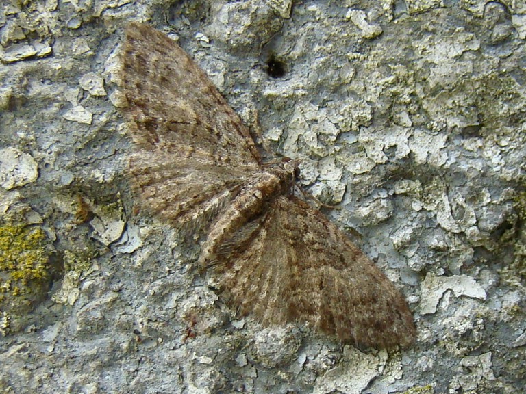 Eupithecia abbreviata Seys Brigitte St Hilaire sur Benaize 36 20042011