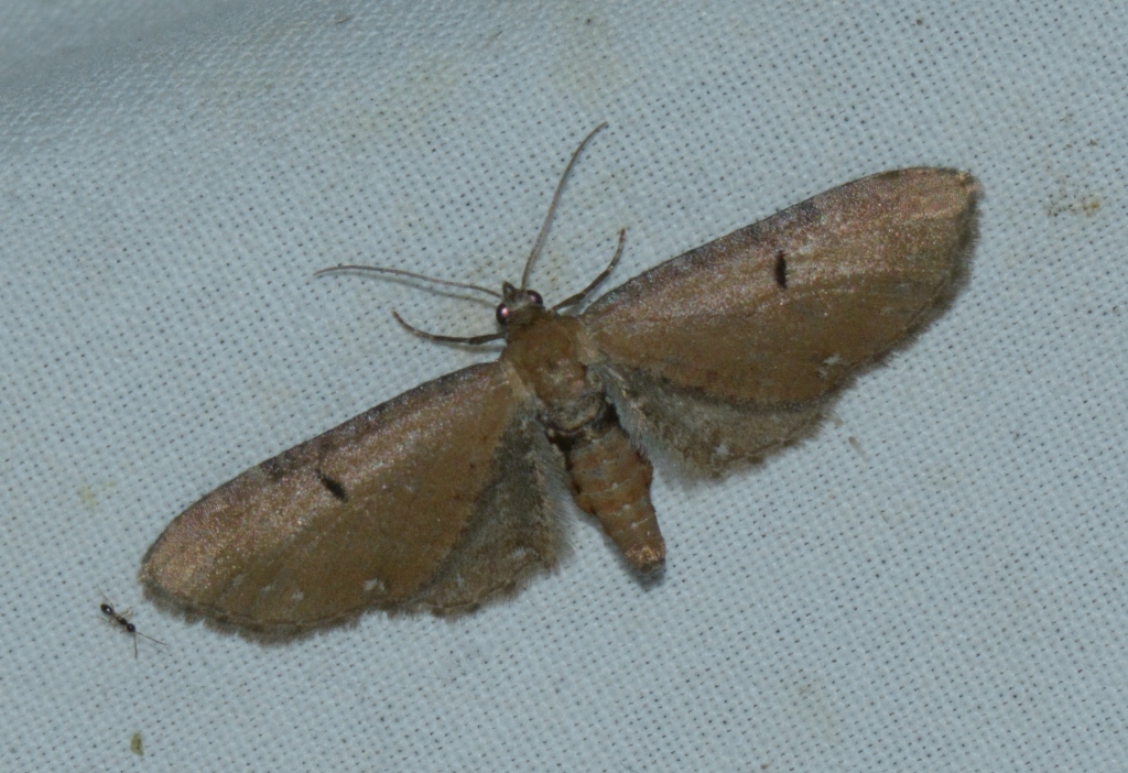 Eupithecia absinthiata West Hazel La Clotte 17 27092016