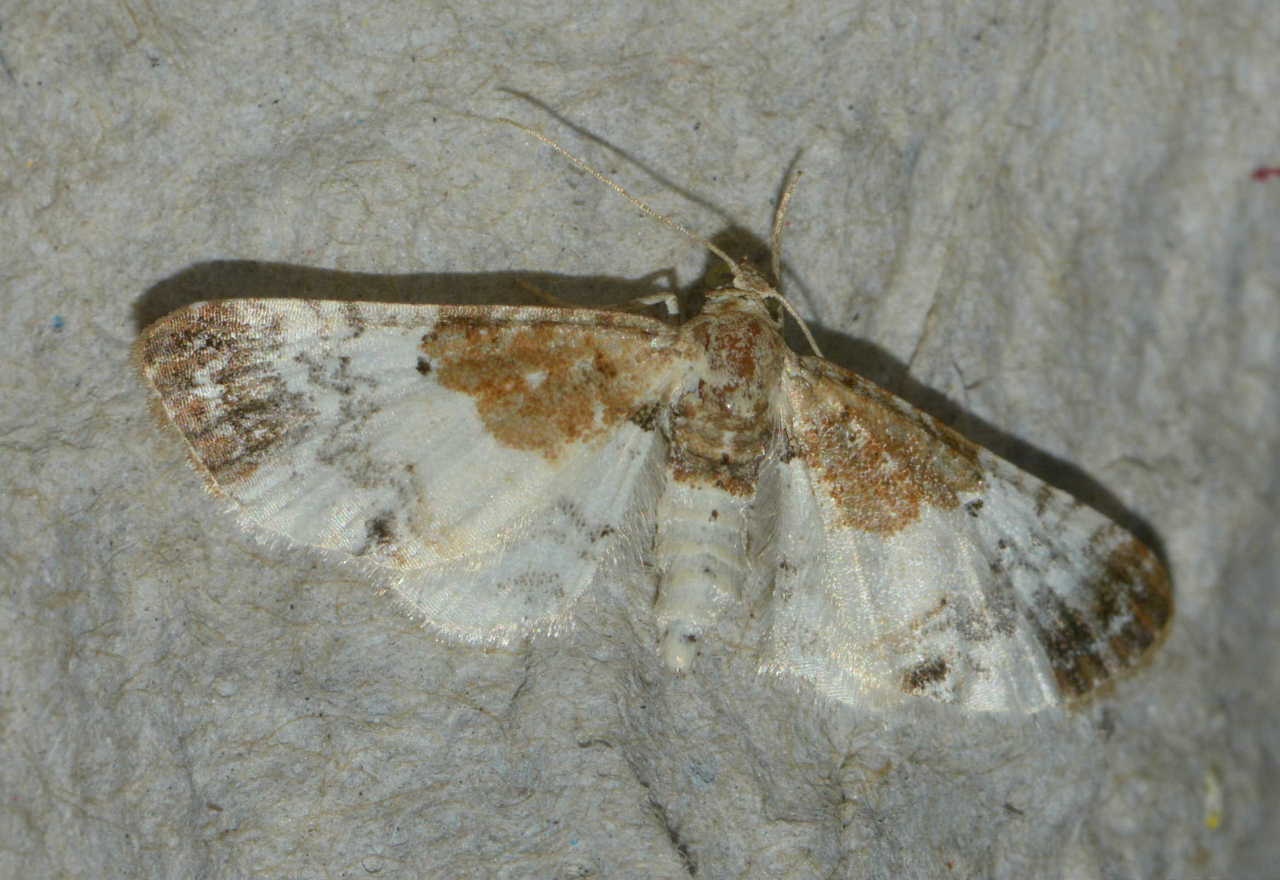 Eupithecia breviculata West Hazel et Ron La Clotte 17 20072015