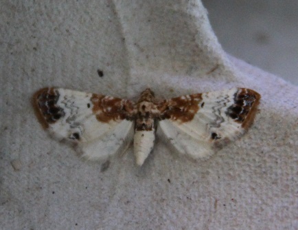Eupithecia breviculata Laude Marie Croix-Chapeau 17 21062014