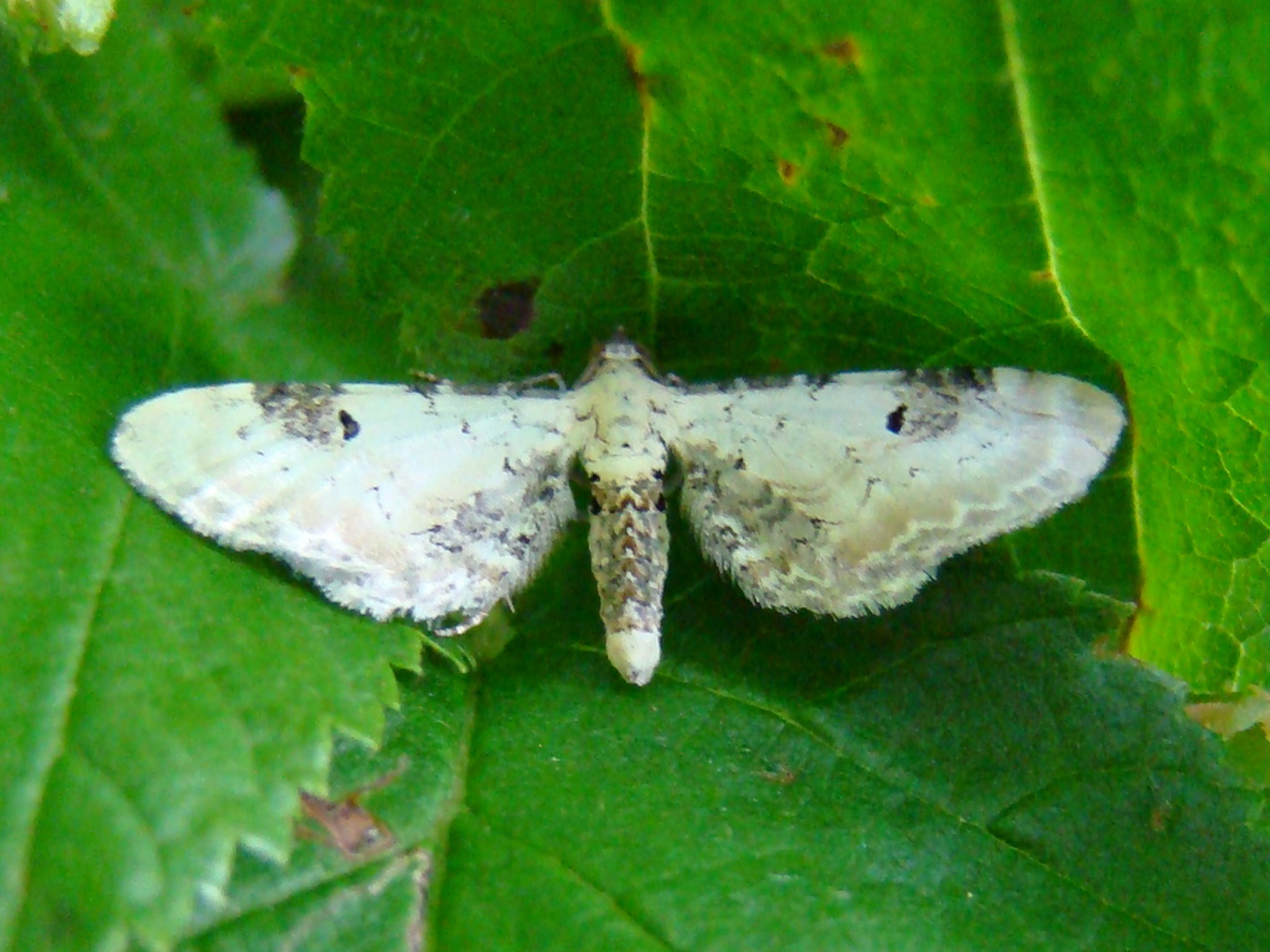 Eupithecia centaureata Seys Brigitte Carvin 62 14062009