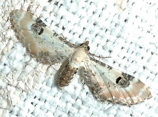 Eupithecia centaureata Charles Geneviève Saint-Denis du Pin 17 29072016