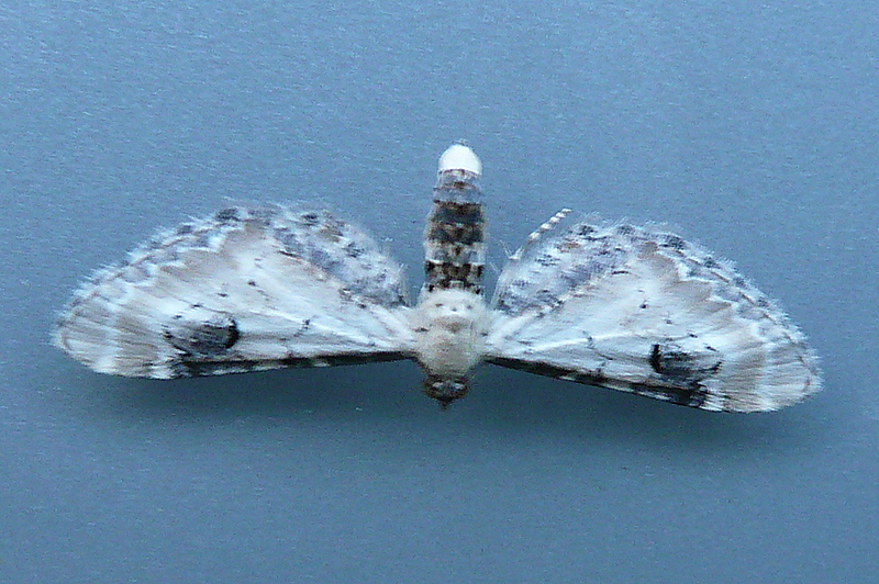 Eupithecia centaureata Le Mao Patrick La Chapelle-sur-Erdre (44) 12052009 