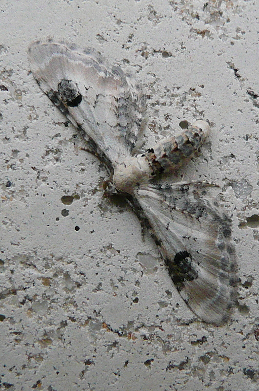 Eupithecia centaureata Le Mao Patrick Trémereuc (22) 29082008