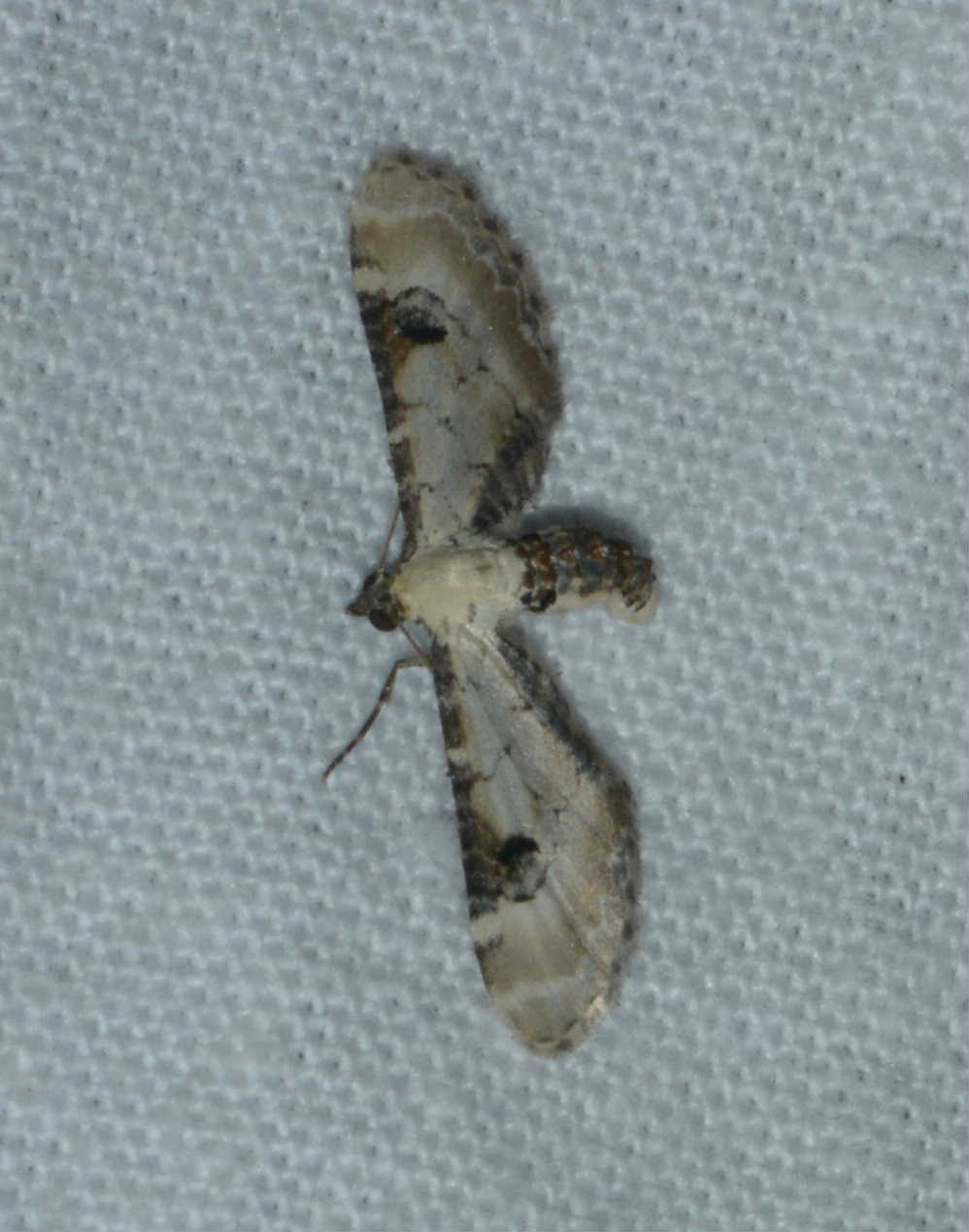 Eupithecia centaureata West Hazel Saint-Ciers du Taillon 17 03082016