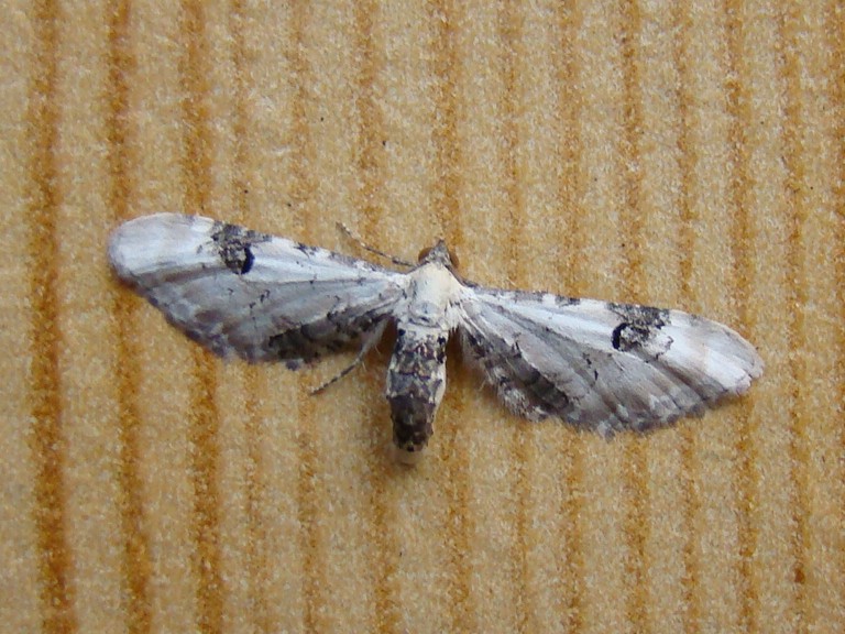 Eupithecia centaureata Seys Brigitte Carvin 62 18102010