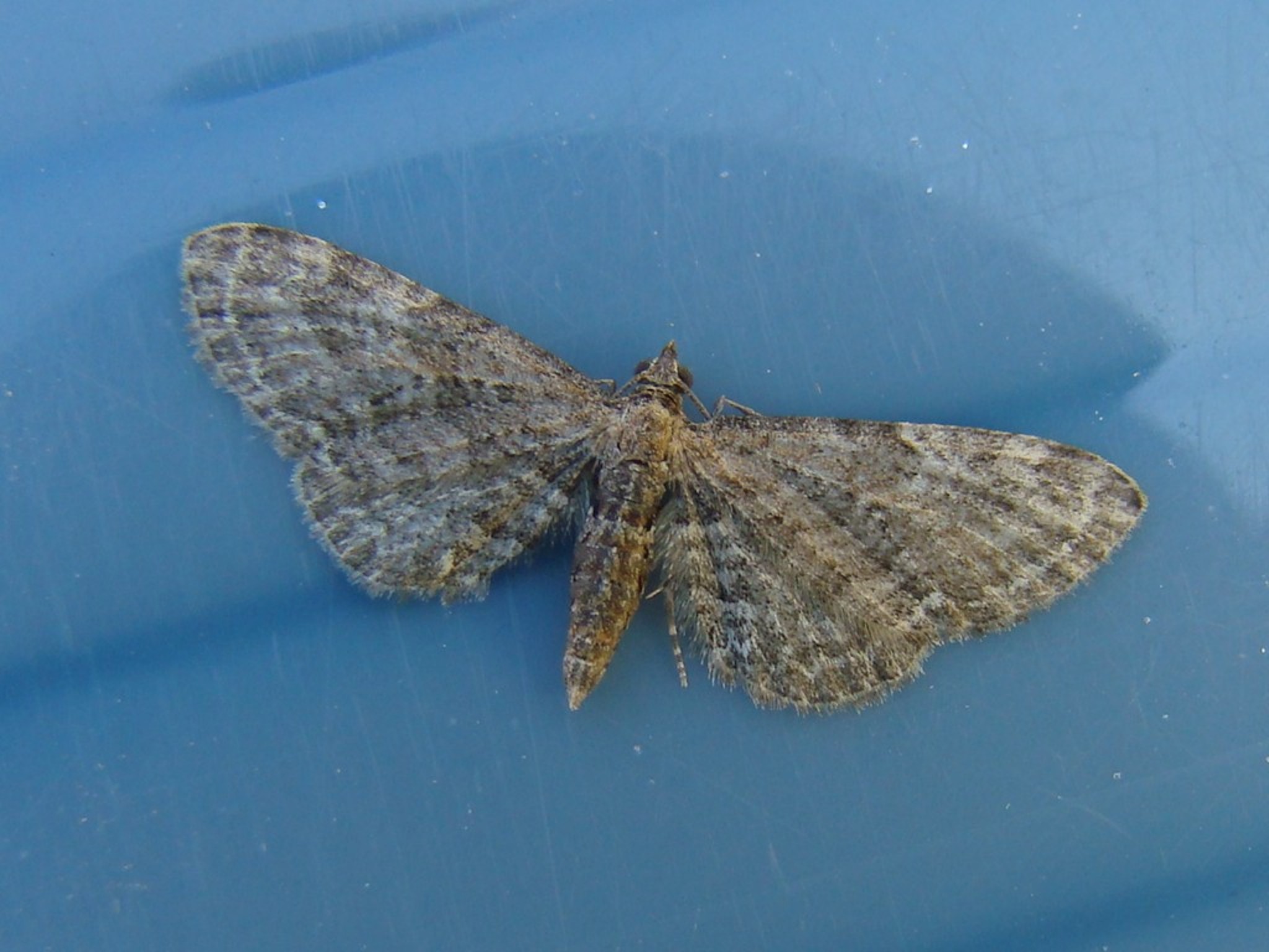 Eupithecia haworthiata Seys Brigitte Carvin 62 05062010