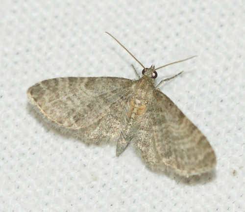 Eupithecia haworthiata Laluque Olivier Saint-Denis-d’Oléron 17 02072016