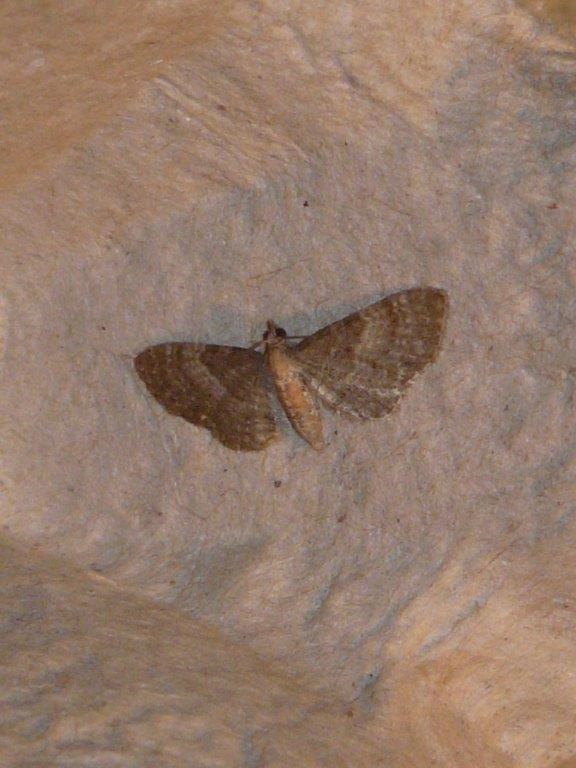 Eupithecia haworthiata Montenot Jean-Pierre La Rochelle 17 06062016