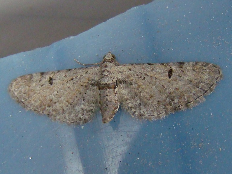 Eupithecia pimpinellata Seys Brigitte Carvin 62 12082011