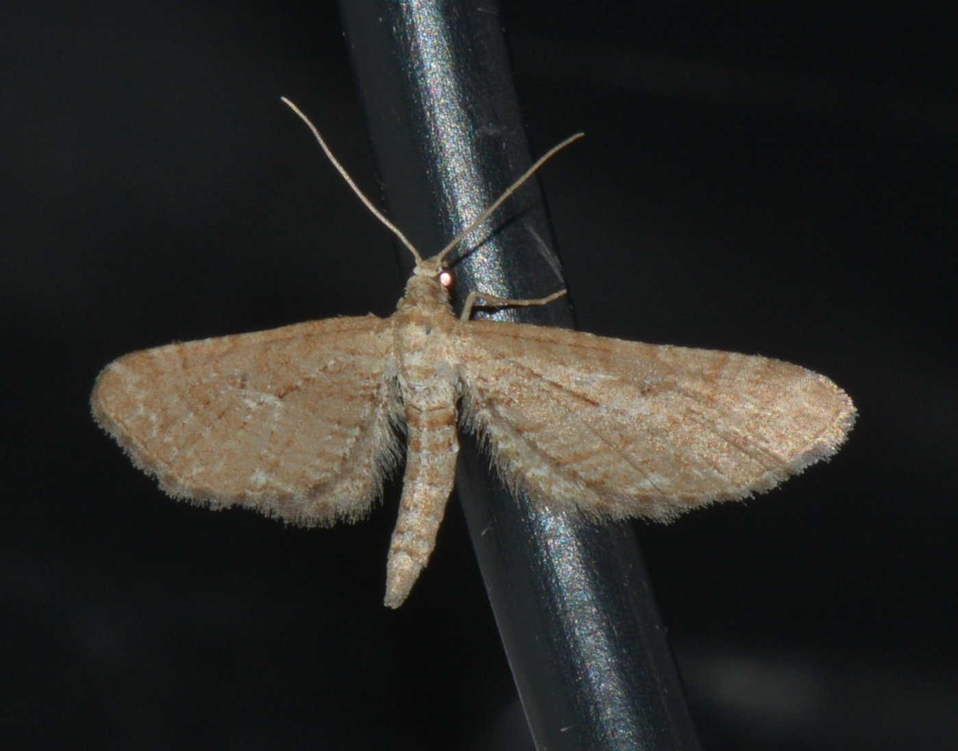 Eupithecia scopariata West Hazel Corignac 17 16062016