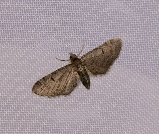Eupithecia ultimaria Dufour Christophe Saint-Jean d’Angle 17 15082017