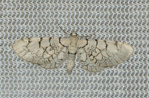 Eupithecia venosata Laluque Olivier Saint-Denis-d’Oléron 17 29052016