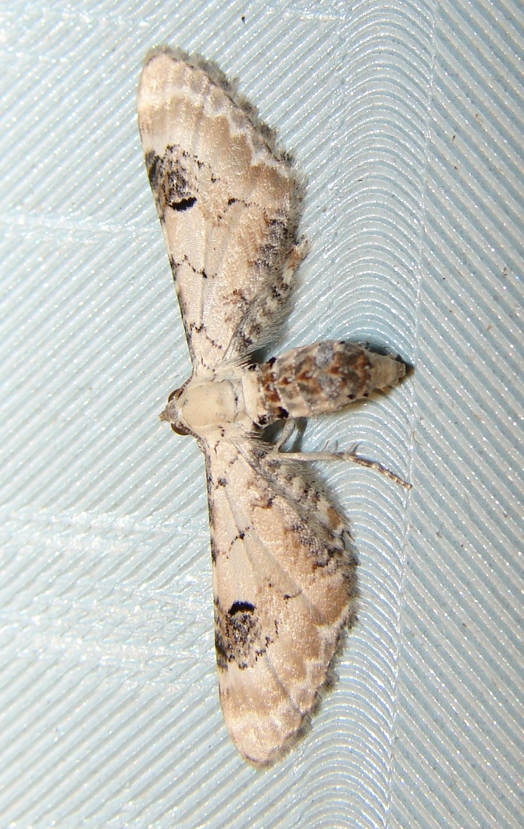 Eupithecia centaureata Porteneuve Jean-Jacques Brioude 43 18082009