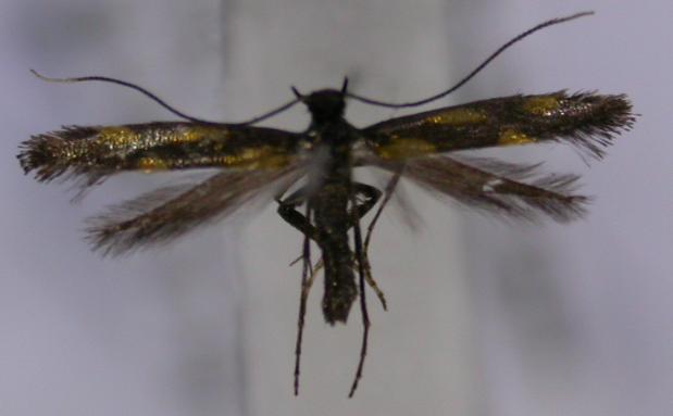 Euspilapteryx auroguttella Guyonnet Antoine Villiers en Bois 79 08092012