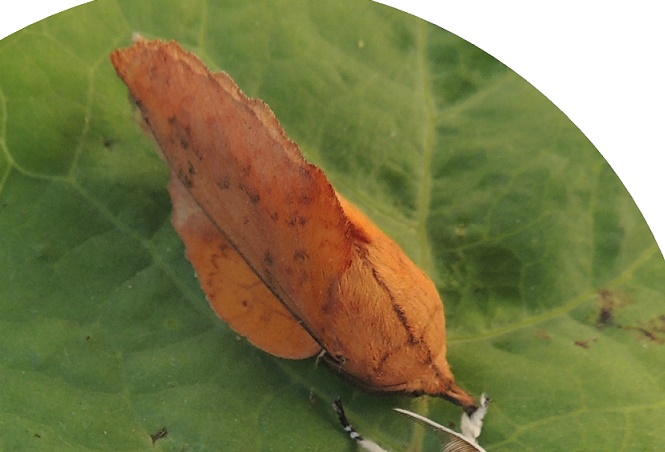 Gastropacha populifolia Toussaint Michel (La Garette) Sansais 79 13082016