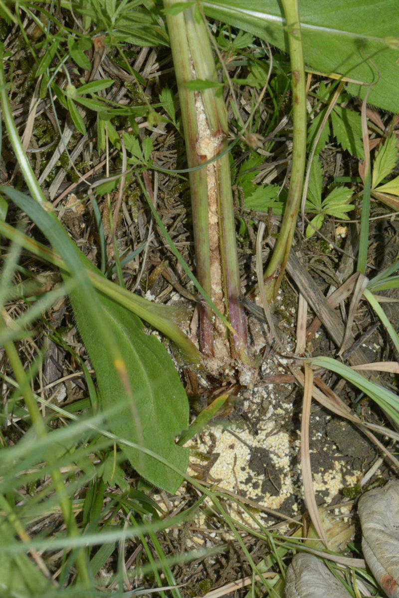 Gortyna borelii Hazel West passage chenille Bussac-forêt Plante 3 27072016
