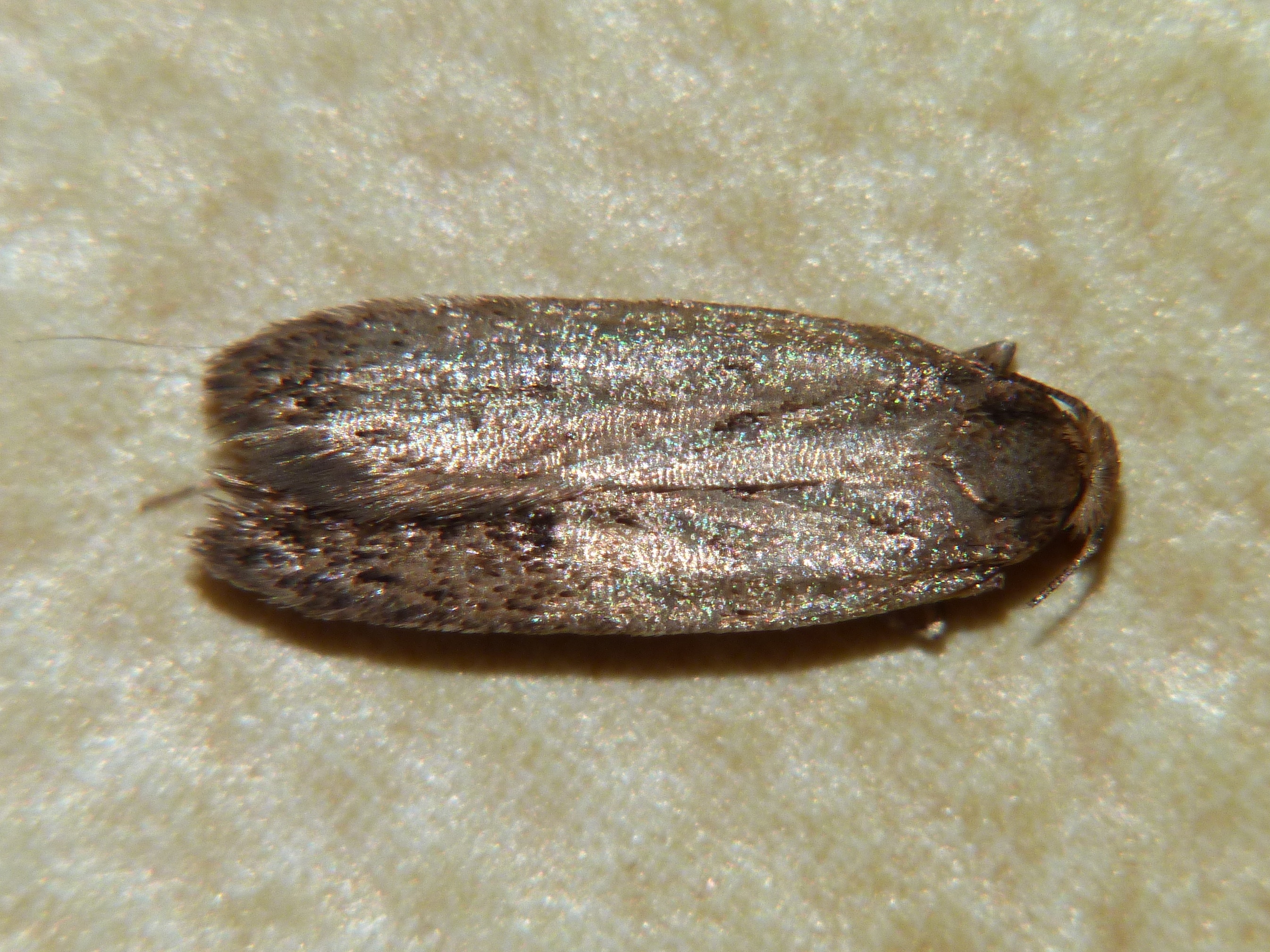 Hofmannophila pseudospretella Porteneuve Jean-Jacques Brioude 43 28092011