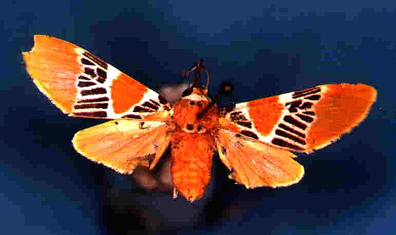 Idalus ochreata (Schaus, 1905)
