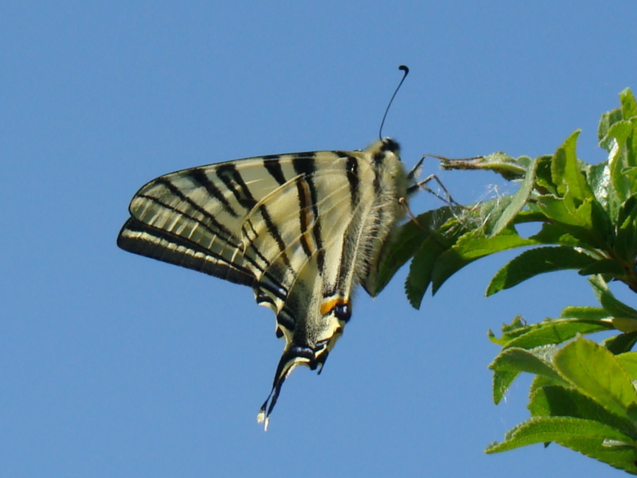 Iphiclides podalirius Rencontres Papillons de Poitou Charentes Beauregard 36 17042011