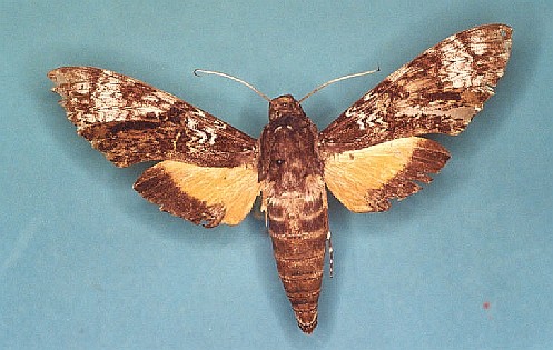 Isognathus occidentalis Levesque Robert - Saint-Laurent du Maroni (973) - 09/1983