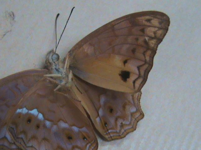 Lachnoptera anticlia anticlia Constanza Michelle Yokadouma Cameroun 01042011