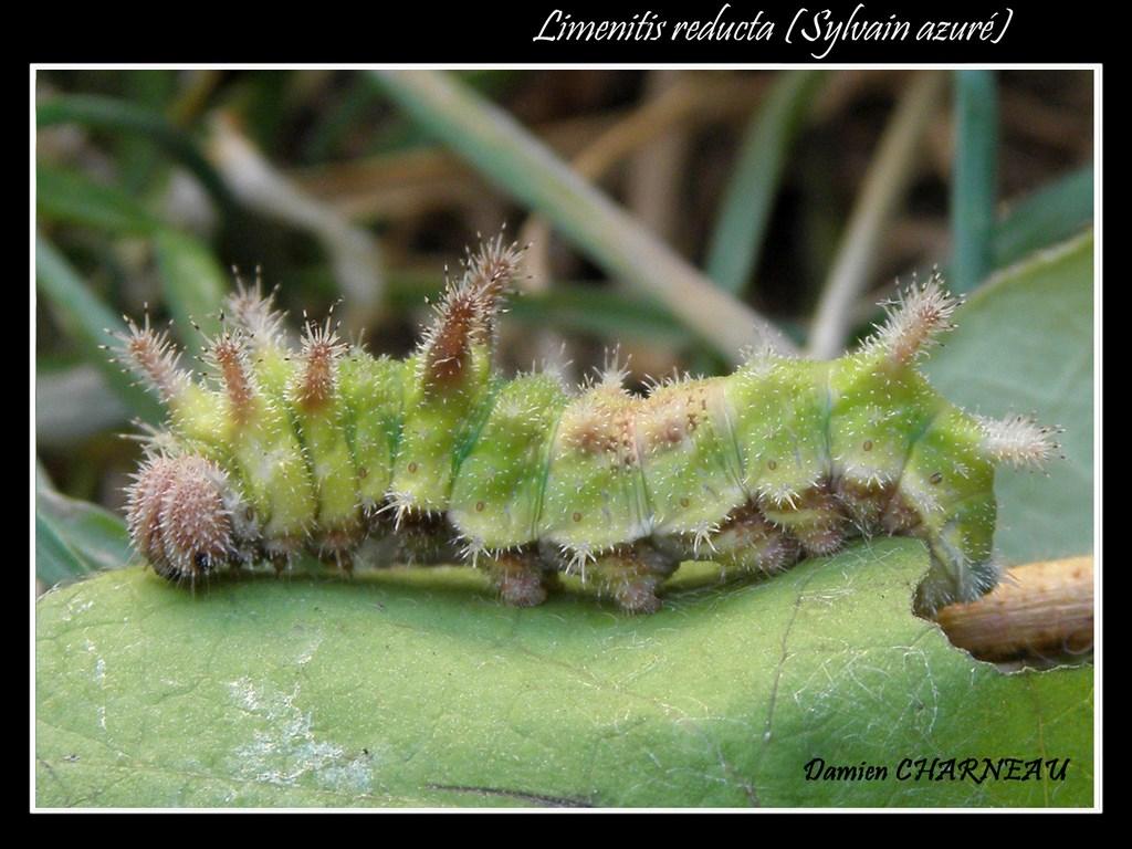 Limenitis reducta Charneau Mathieu Aussac-Vadalle 16 sur Chèvrefeuille 06062013