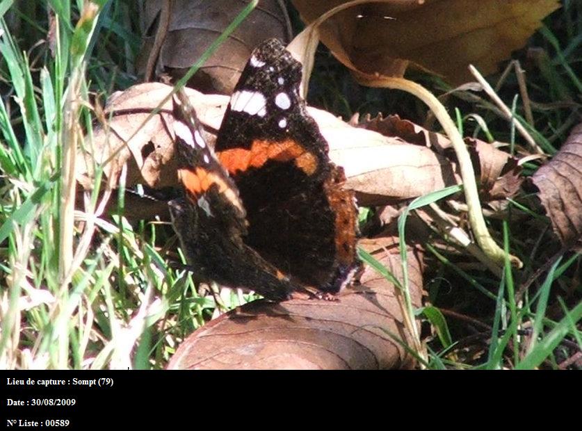 Vanessa atalanta Orsini Maria Sompt 79 30082009