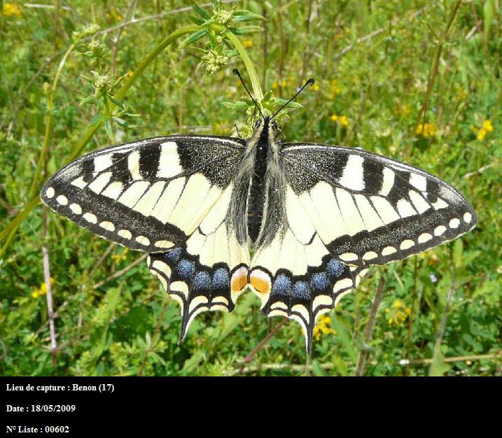 Papilio machaon Montenot Jean-Pierre Benon 17 18052009
