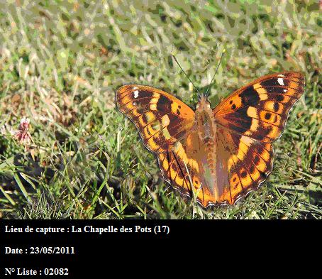 Apatura ilia Pubert Jean-Yves La Chapelle des Pots 17 23052011