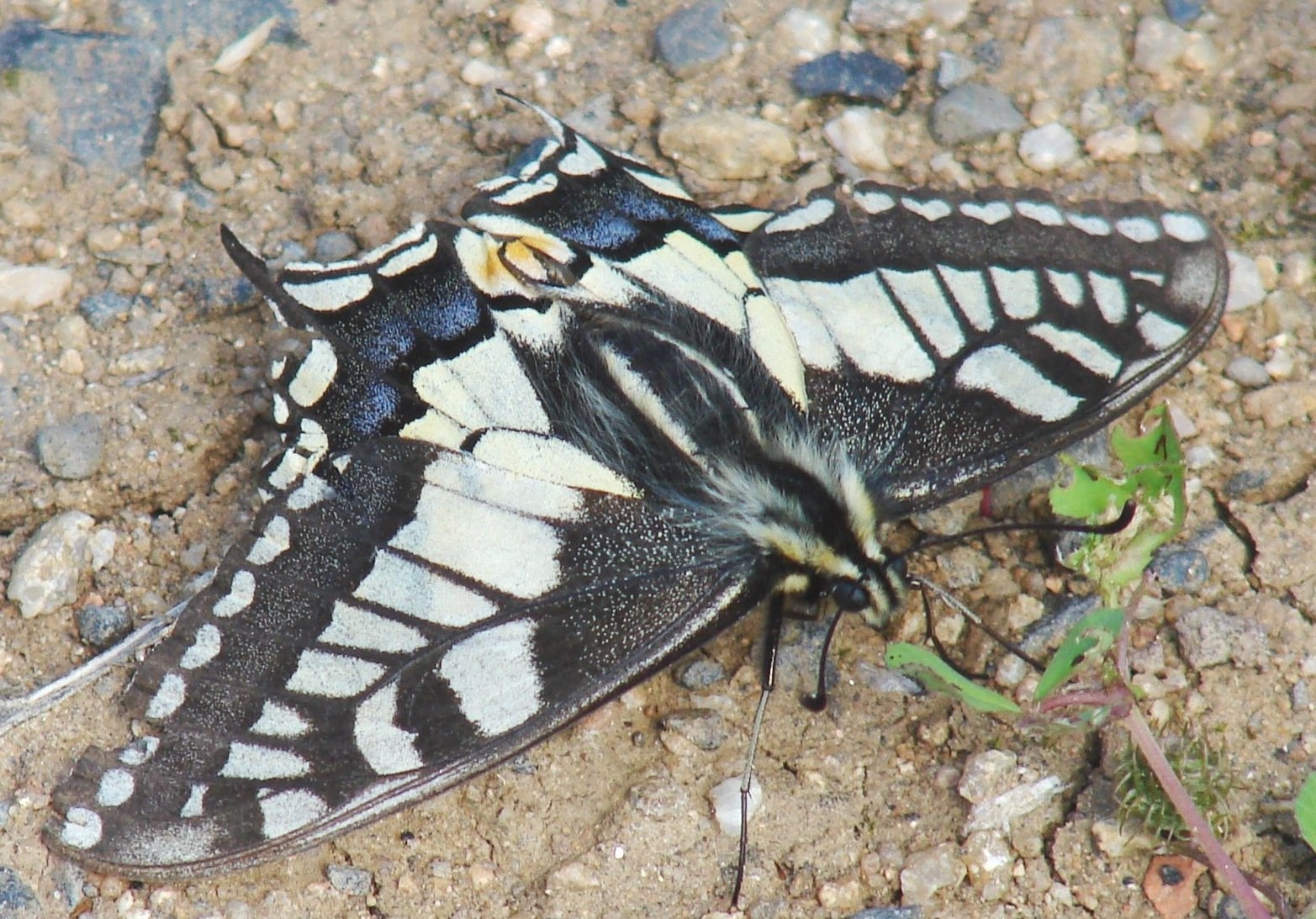 Papilio machaon Porteneuve Jean-Jacques Brioude 43 12052007
