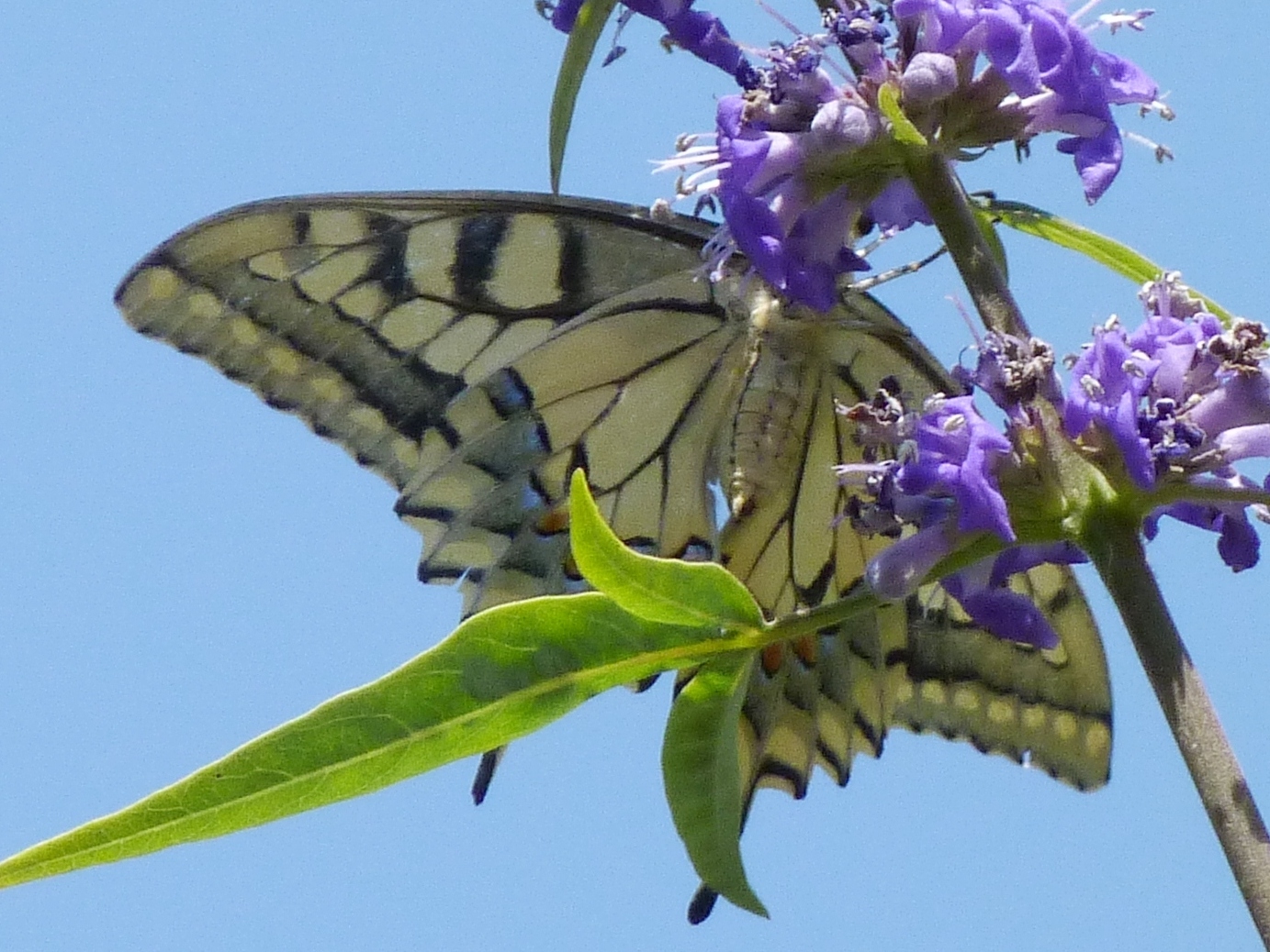 Papilio machaon Porteneuve Jean-Jacques Espagne Catalogne 10072011