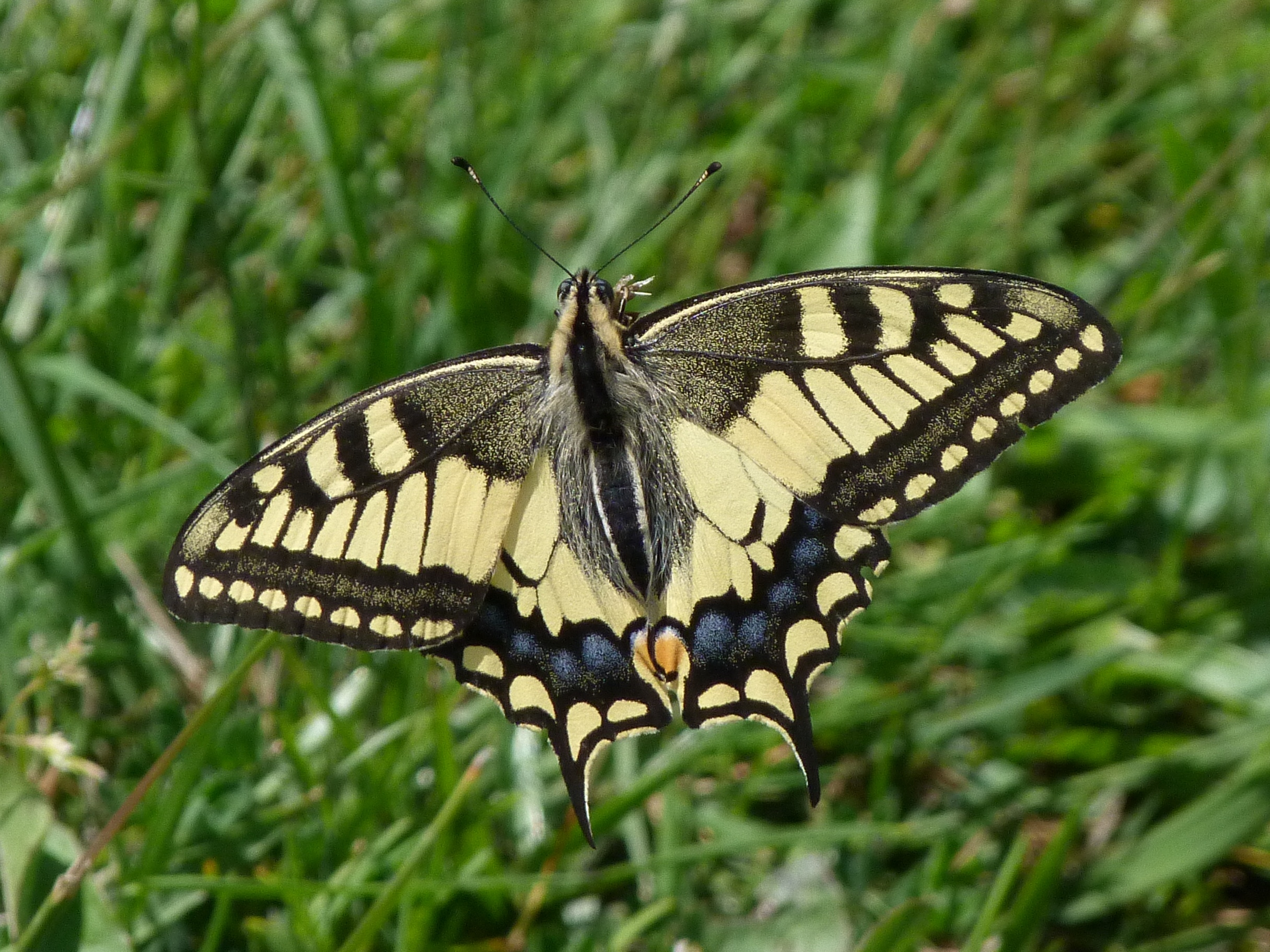 Papilio machaon Blanc Josselyne et Porteneuve Jean-Jacques Yssingeaux 43 15062011