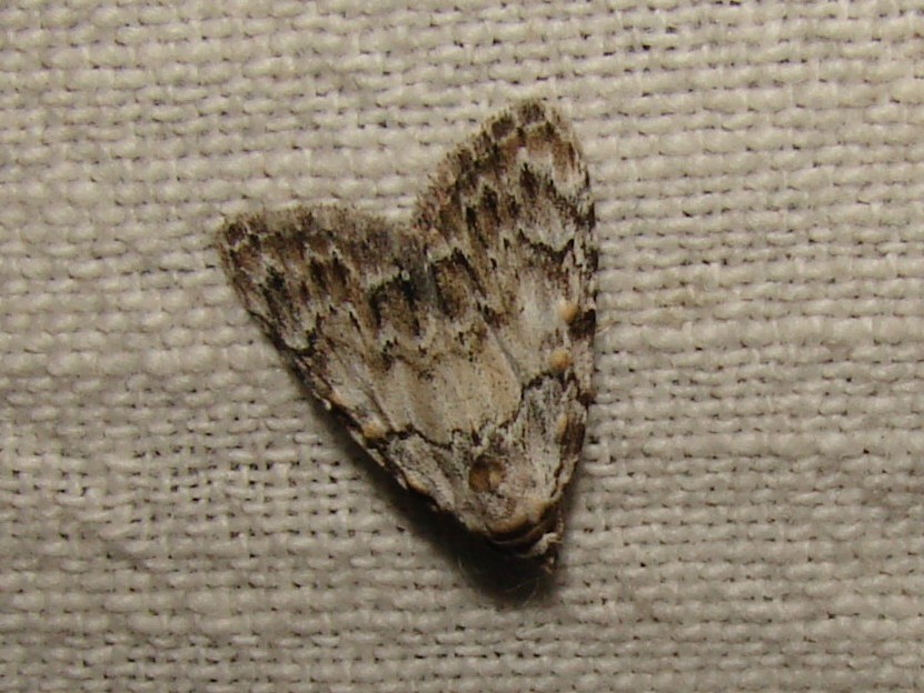 Meganola strigula Rencontres Papillons de Poitou-Charentes Brenne Fonterland 36 18062010