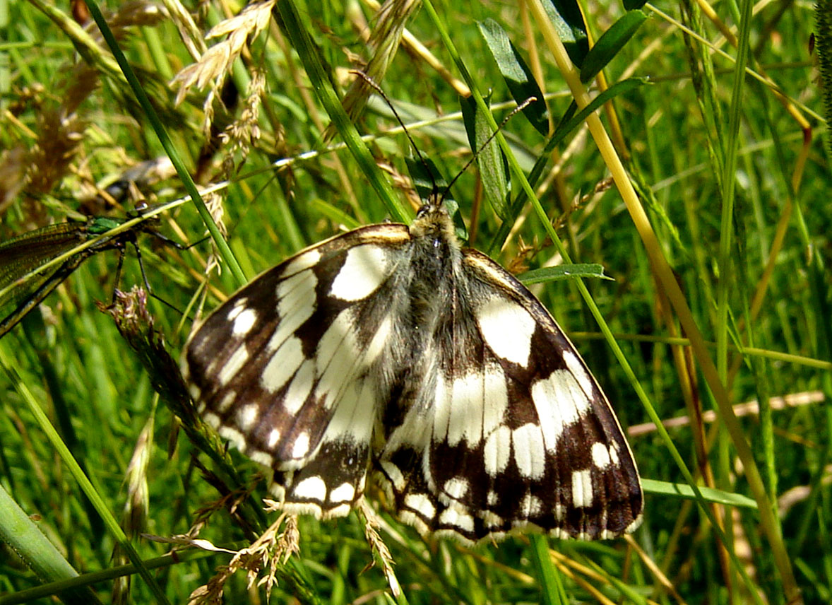 Nymphalidae Melanargia galathea Brams Jean-Marie Viroinval (Treignes) Belgique 26062008