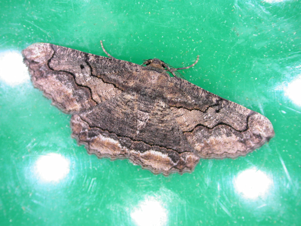 Menophra japygiaria San-Pedro-del-Pinatar-18072007