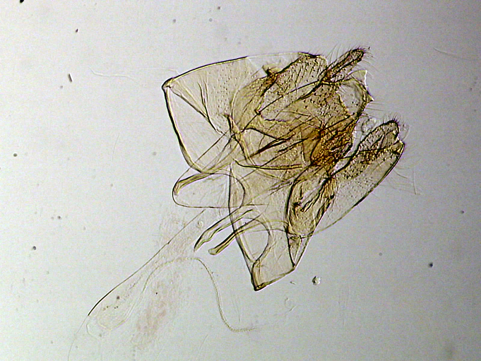 Nemapogon granella mâle AC-8210