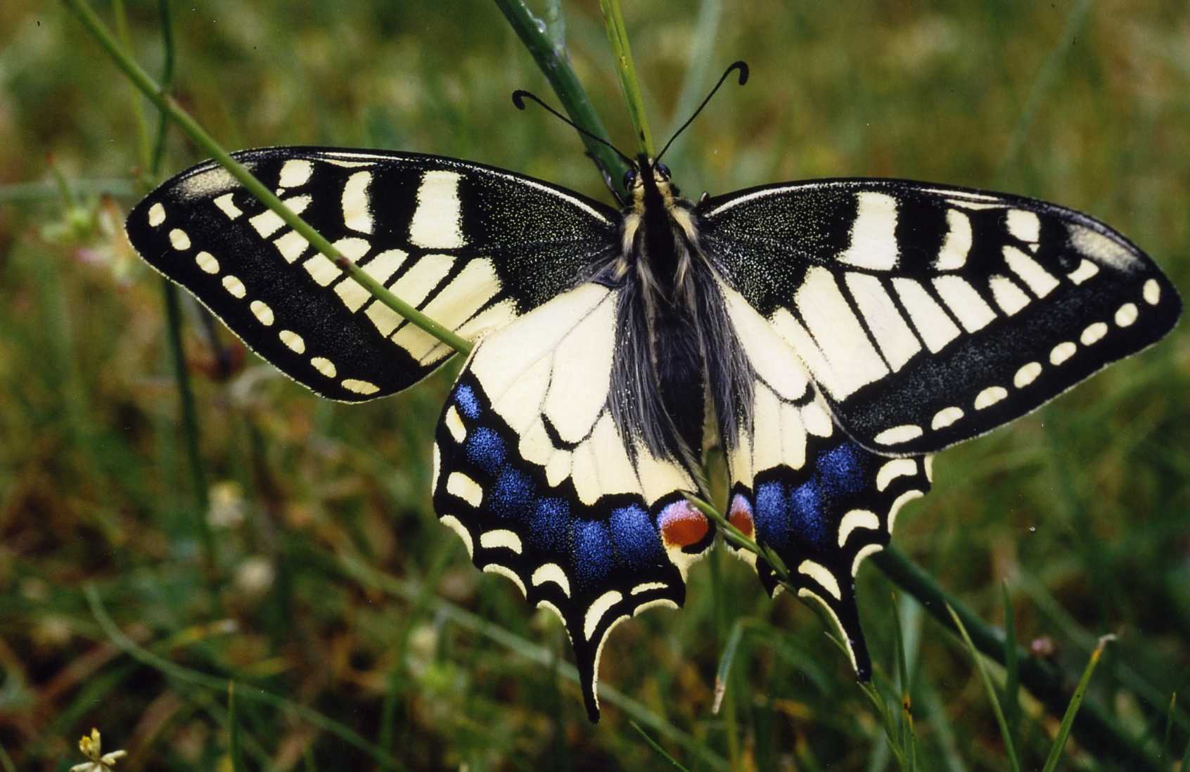 Papilio machaon Le Mao Patrick La Ville-Pian Cardroc 35 14062003