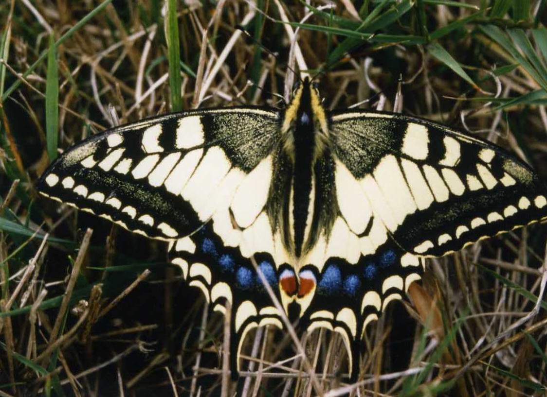 Papilio machaon Le Mao Patrick Duer Sarzeau 56 03091994