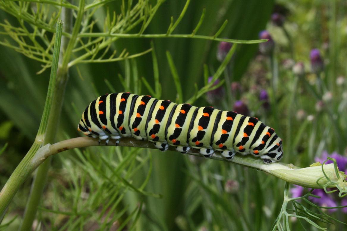 Papilio machaon Baroux Ludovic Ardres 62 10072007 Aneth