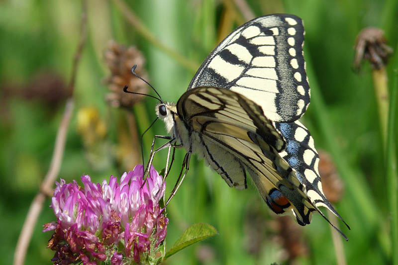 Papilio machaon Biard Patrick Pleaux 15 10072011