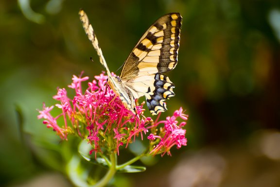Papilio machaon Bouvier Yves Flayosc 83 10082008 