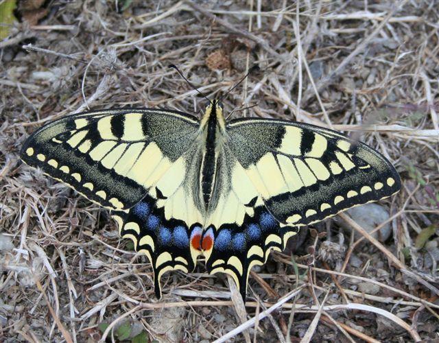 Papilio machaon Brunet Claudie Voulgezac 16 17072010