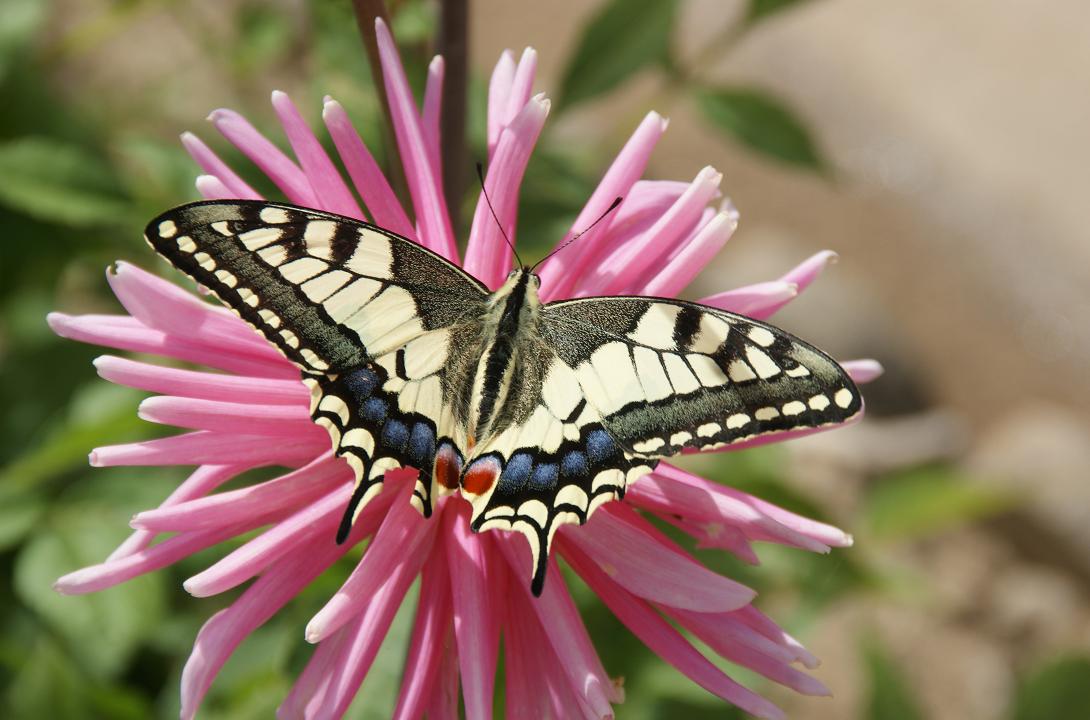 Papilio machaon Camus René Hillion 22 31082009