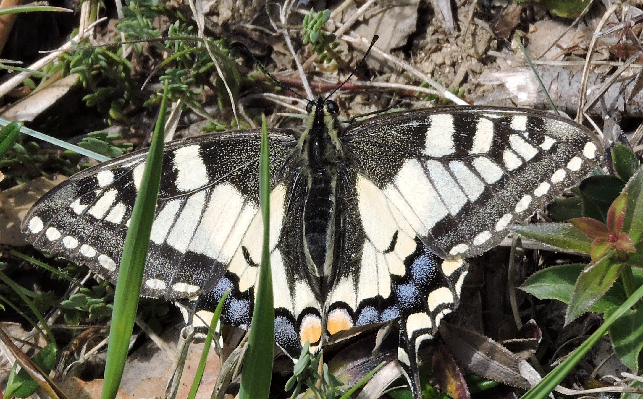 Papilio machaon Charles Geneviève Annepont 17 29042015