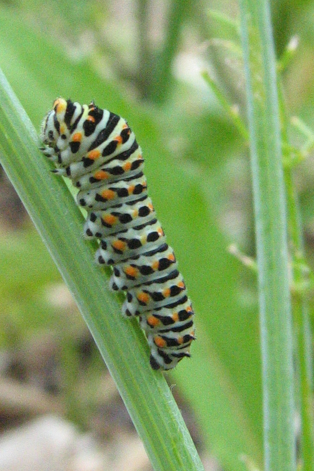 Papilio machaon Coutureau Michel LIsle dEspagnac 16 13062009